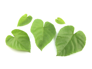 9 plantas que protegem o seu coração