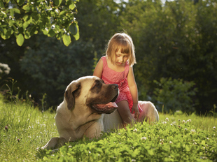 Plantas tóxicas para crianças e animais