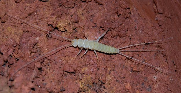 Maior inseto subterrâneo terrestre da Europa descoberto no Algarve por